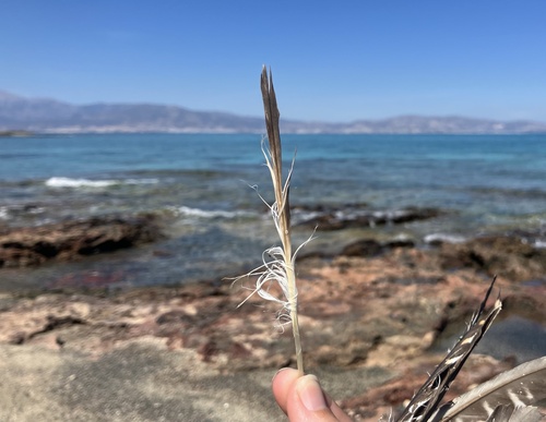 Plume de Puffin yelkouan