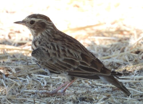 Woodlark