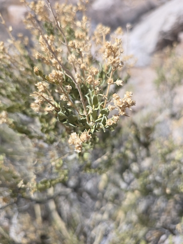 Mortonia utahensis, 2026-09-23