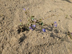 Phacelia campanularia vasiformis