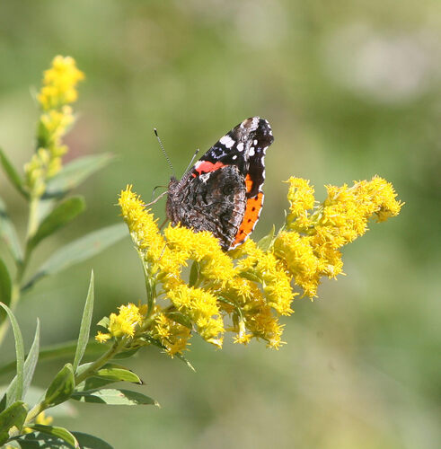 Red Admiral