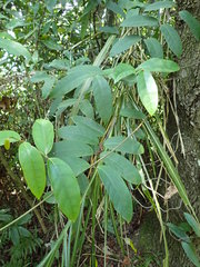Anodendron benthamianum
