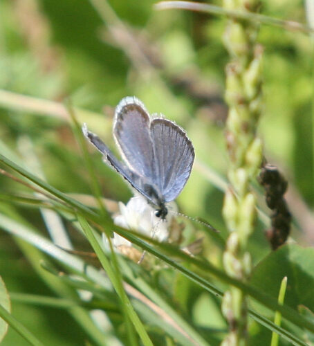 Eastern Tailed-Blue