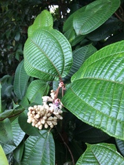 Miconieae