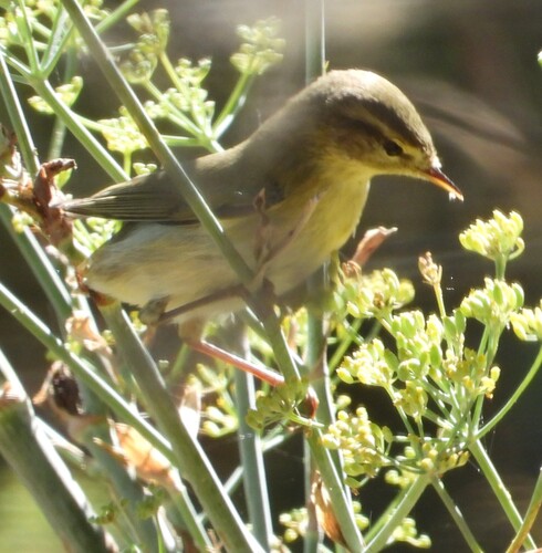 Willow Warbler