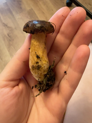 Bay Bolete