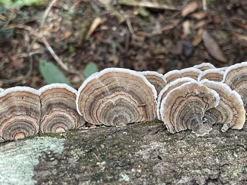 Trametes versicolor — (c) Rachel Stepek, some rights reserved (CC BY)