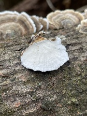 White underside of a turned-over Turkey-tail piece beside striped fans