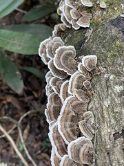 Vertical view of overlapping Turkey-tail fans along the branch