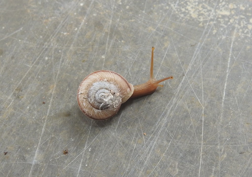 Trachia nilagirica