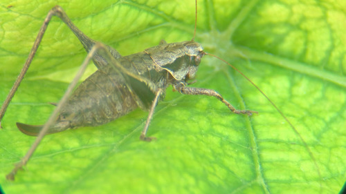 Dark Bush-cricket