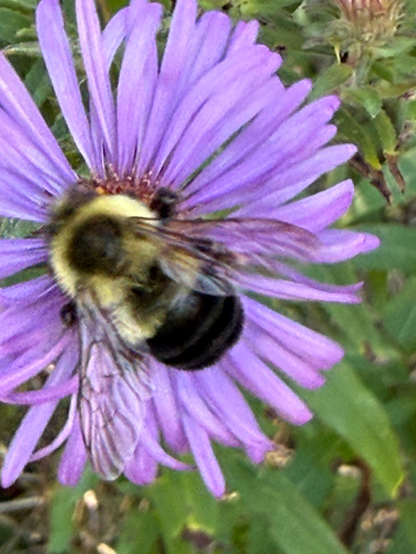 Common Eastern Bumble Bee