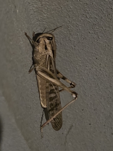 Migratory Locust