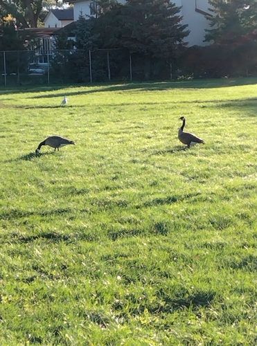 Canada Goose