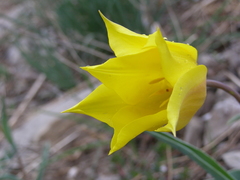 Tulipa gesneriana