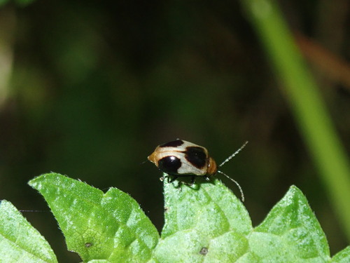Paridea, 2026-07-11