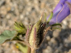 Phacelia campanularia vasiformis