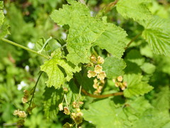 Ribes alpinum