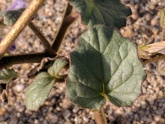 Phacelia campanularia vasiformis