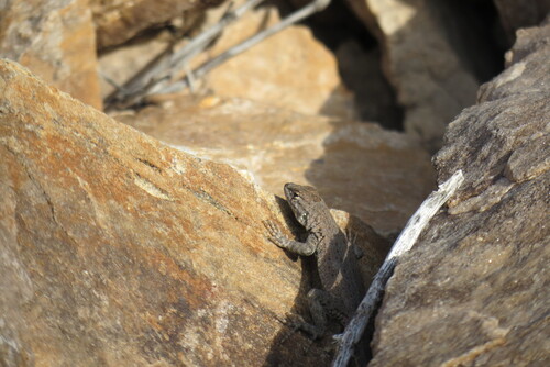 Common Side-blotched Lizard