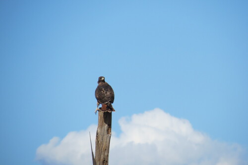 Red-tailed Hawk