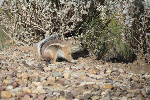 White-tailed Antelope Squirrel