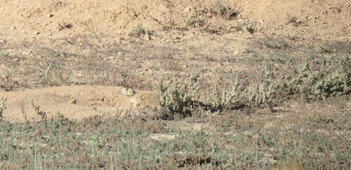 White-tailed Prairie Dog