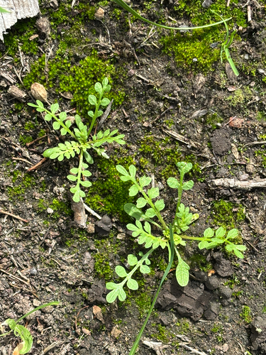 Lepidium didymum, photograph 3