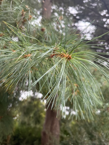 western white pine
