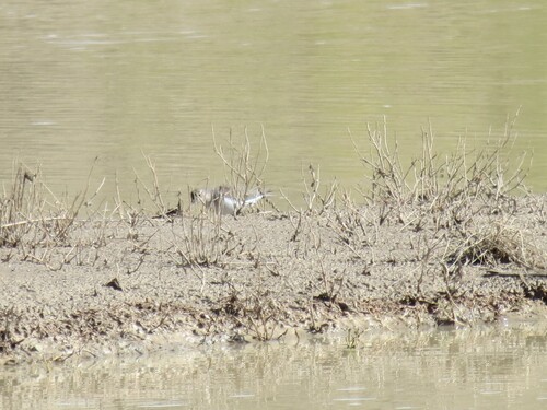 Spotted Sandpiper