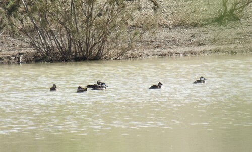 Ruddy Duck