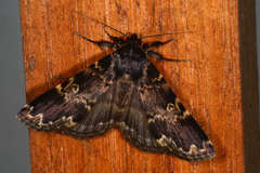 Mormoscopa sordescens