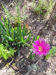 Carpobrotus deliciosus