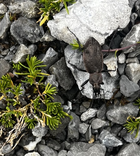 Carabus sylvestris