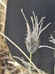 Chloris virgata