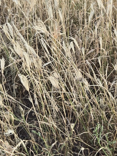 Chloris virgata, photograph 2