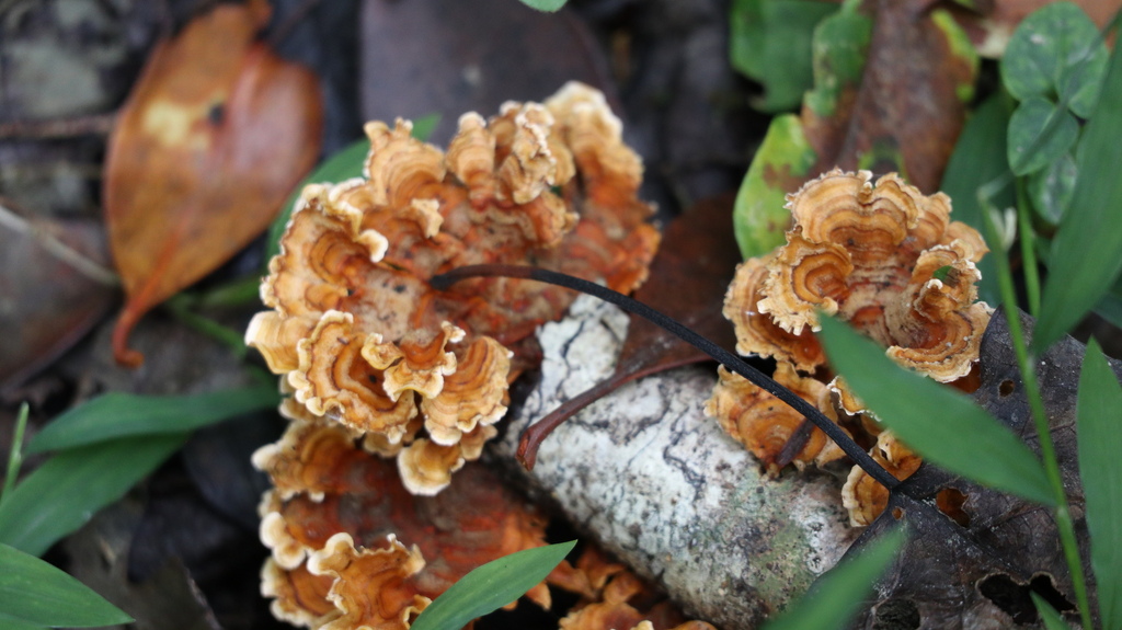 crowded parchment · September 2026 · photo: Photo: (c) Rachel Stepek, some rights reserved (CC BY) · iNaturalist