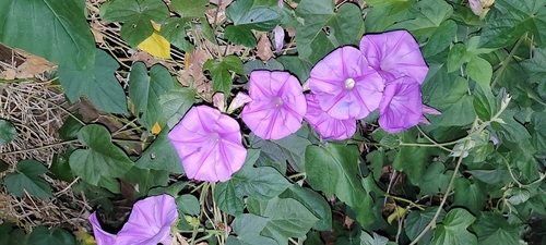 oceanblue morning glory