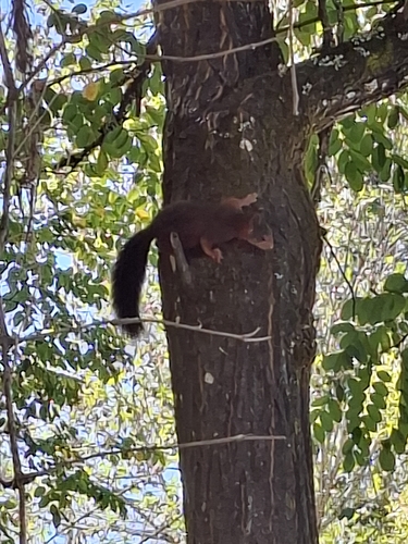 Eurasian Red Squirrel