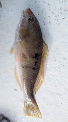 Notolabrus celidotus