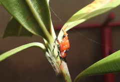 Kalidasa lanata