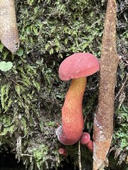 Overhead view of the red cap beside moss and a fallen leaf