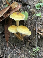 Wider view of the golden mushroom group among sticks and leaves