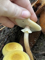 Lifted Honey Mushroom cap showing cream gills and a ring around the stalk