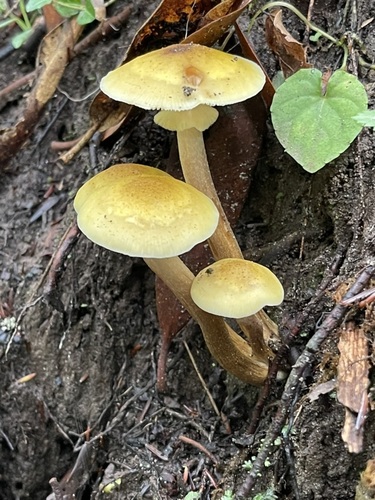 Three golden Honey Mushroom caps rising together beside green leaves