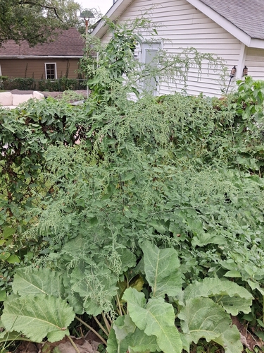 Common Lambsquarters