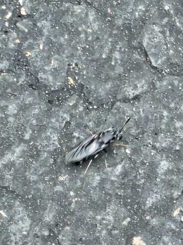 Black Soldier Fly