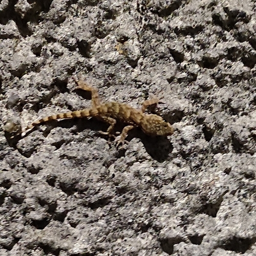Moorish Gecko