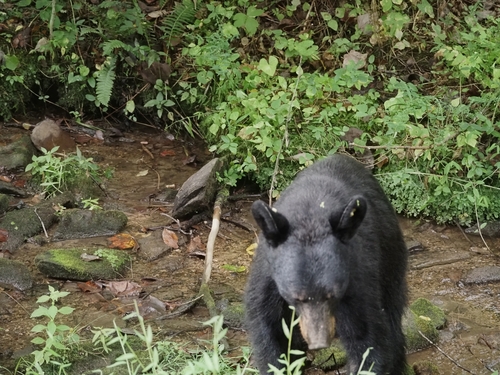American Black Bear