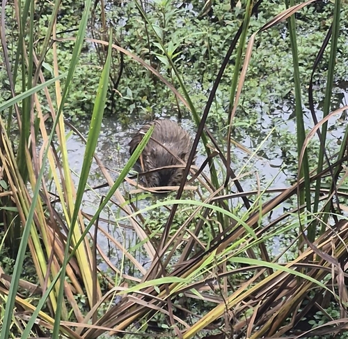 Muskrat
